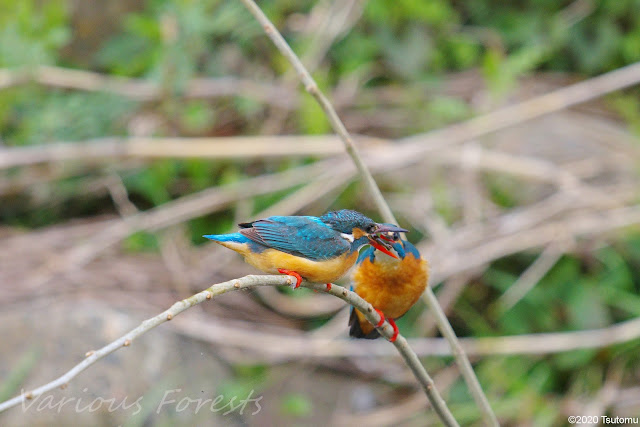 Kingfishers