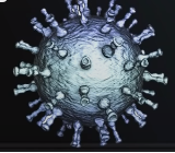 Human herpesvirus