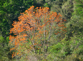 Orange Flowering Tree