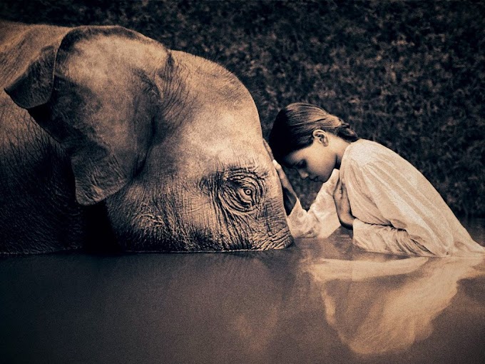 Can you have a powerful soul connection with your Pets?