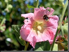Bumblebee