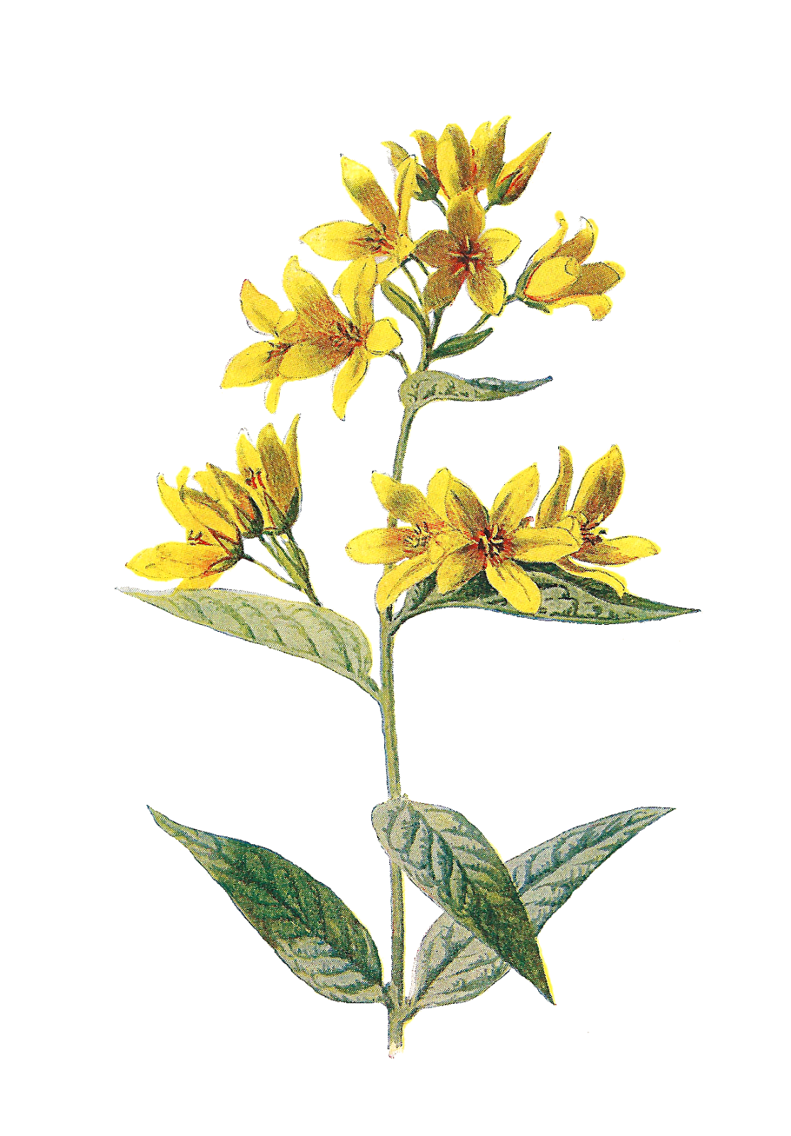 Download Antique Images: Free Digital Wildflower Downloads Printable Flower Clip Art Illustrations