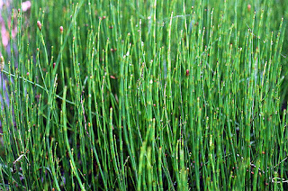 gambar Equisetum debile