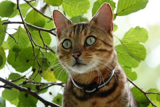 5- القط البنغالي : Bengal Cat