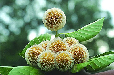 Bangladeshi Flower: kadam.