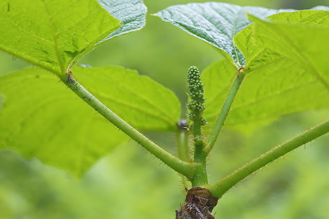 Заманиха высокая (Oplopanax elatus, =Echinopanax elatus)