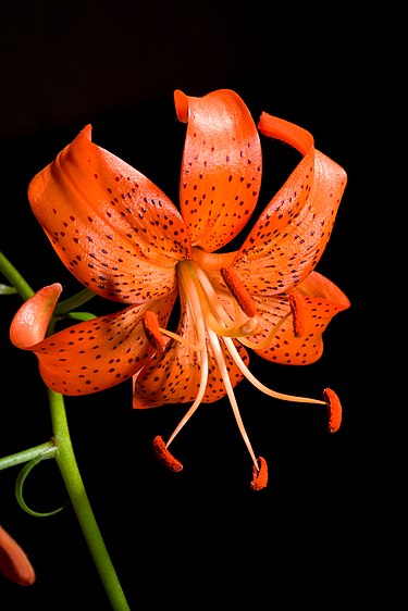 Лилия Давида разновидность Уиллмотт (Lilium davidii var. willmottiae)