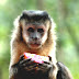 Capuchin Monkey - Capuchin Monkey Diet