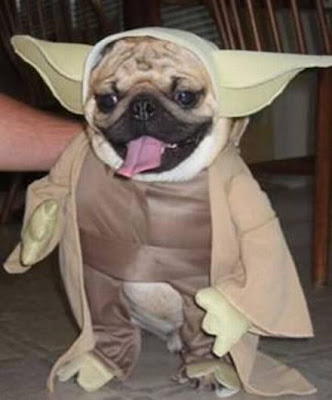 Roupas para Cachorros | Star Wars