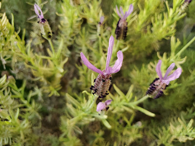 Lavender in bloom