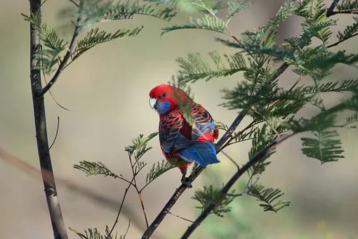 why parrots talk