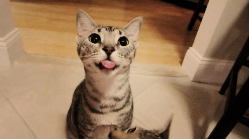 Funny cats - part 85 (40 pics + 10 gifs) | Amazing Creatures