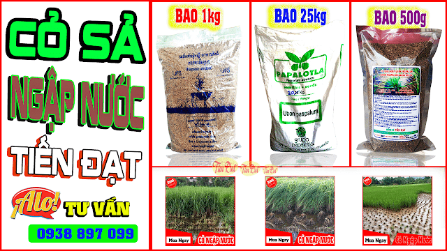 Bán cỏ paspalum nhập khẩu trồng dưới ruộng nước