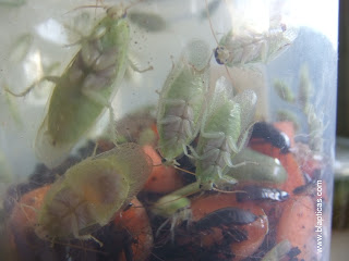 panchlora nivea