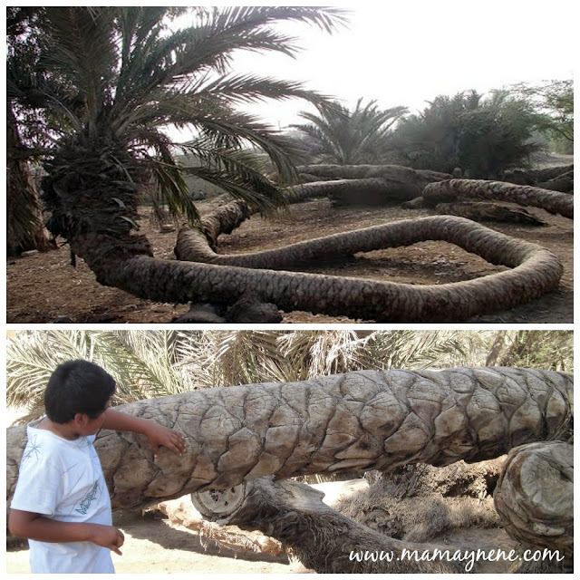 PASEO-ICA-VIAJE-PALMERA-CABEZAS-MAMAYNENE