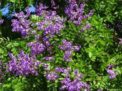 Flores de Sucupira-branca, Pterodon emarginatus, flores do cerrado,  Sucupira, sucupira branca, sucupira lisa, cerrado, flowers, natureza, blog natureza e conservação, fotos de flores, fotos de flores do cerrado, fotos de árvores do cerrado, árvores do cerrado, Tocantins, Goiás