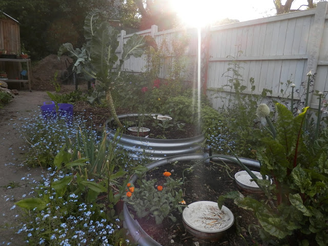 Diary of a permaculture (ish) garden, May 2019. From UK garden blogger secondhandsusie.blogspot.com #permacultreuk #suburbanpermaculture #frontgardenallotment #ukgardenblogger