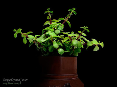 Suculenta Portulacaria afra