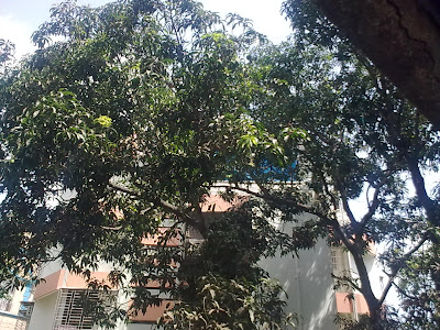 mango tree