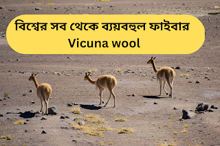 বিশ্বের সব থেকে ব্যয়বহুল ফাইবার  Vicuna wool