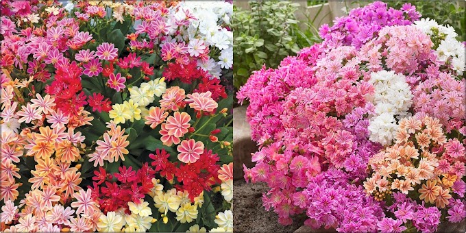 How to Grow and Care Lewisia 