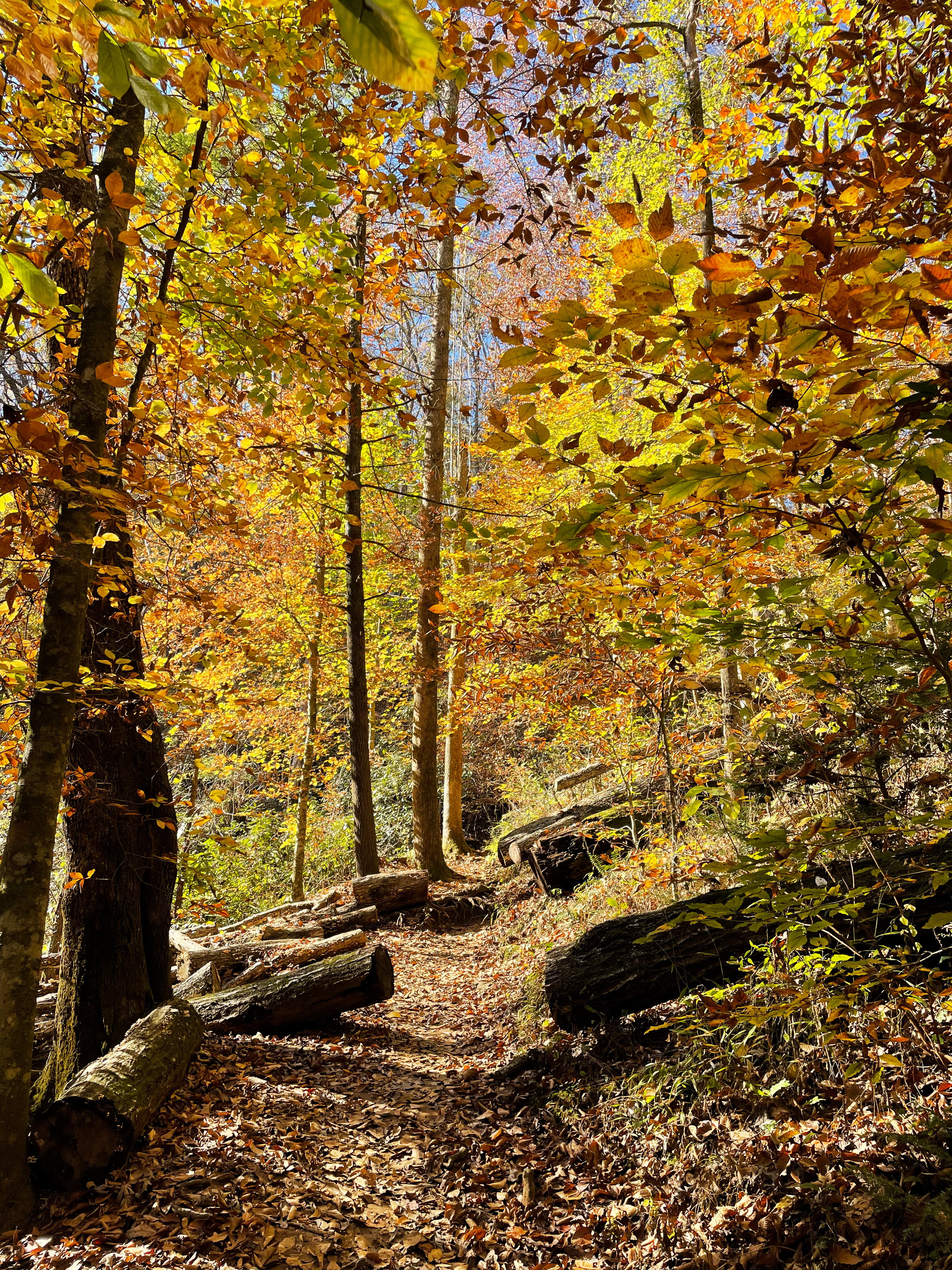 Carrick Creek Trail