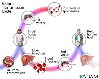 OMS MALARIA RESITENTE A TRATAMIENTOS ALERTA TRANSMISION