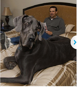 World's Tallest Dog Zeus