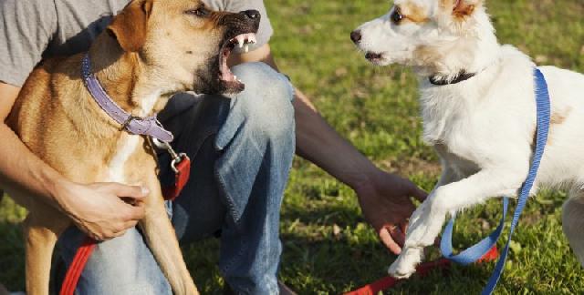 Como lidar com cães ciumentos