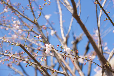 桜 横浜