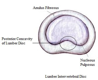 Intervertebral Disc | A Brief Introduction 