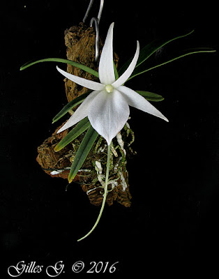 Angraecum rutenbergianum orchid plant care and culture