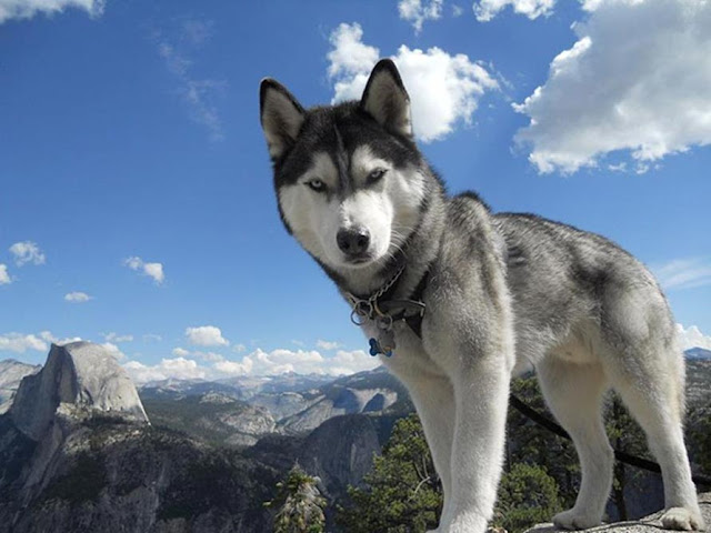 Siberian Husky Dog