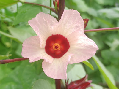 Hibiscus sabdariffa, Tanaman Rosela Kesayangan Mertua