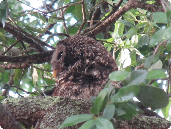 7 Barred Owl Strix varia (3)