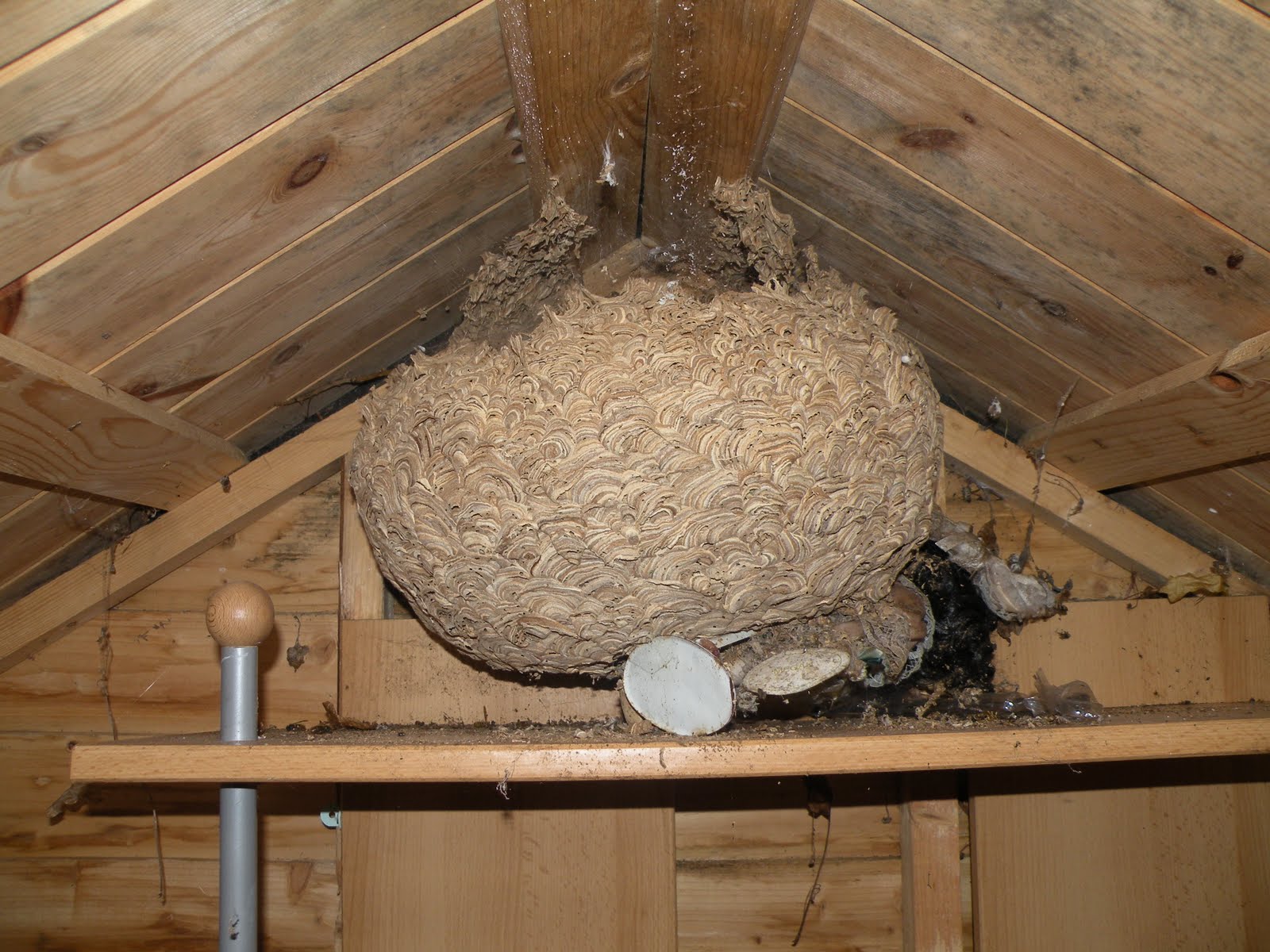 The Garden Blog: Wasps nest