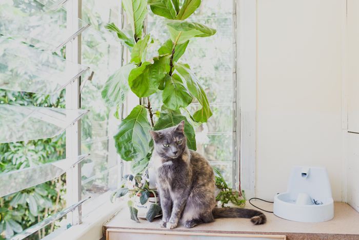 cat sitting in front of a fiddle leaf fig