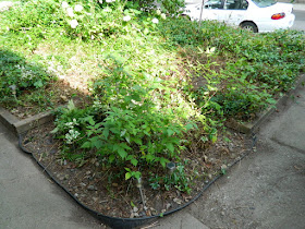 Leslieville Toronto Summer Front Garden Cleanup After by Paul Jung Gardening Services--a Toronto Gardening Company