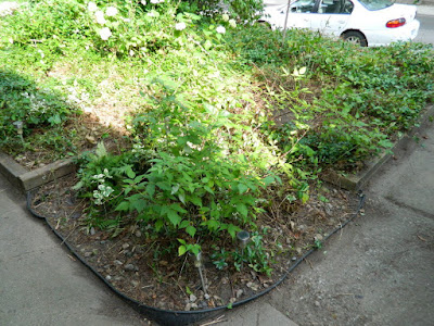 Leslieville Toronto Summer Front Garden Cleanup After by Paul Jung Gardening Services--a Toronto Gardening Company