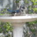 View album