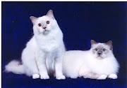 Konsep Terkini Birman Cat Breed