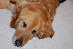 Photo of Atlas, Eric Pridmore's service dog, a golden retriever.