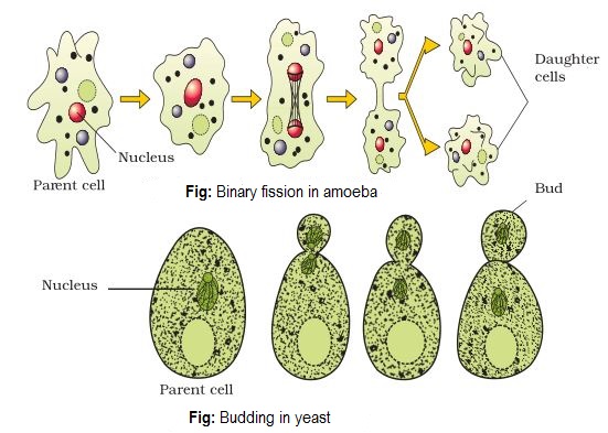 To study binary fission in Amoeba and budding in yeast with the ...