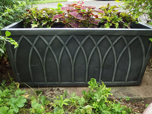 Large trough with three coleus