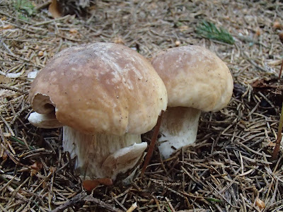 borowik szlachetny Boletus edulis