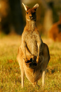 baby-kangaroo-wallpapers