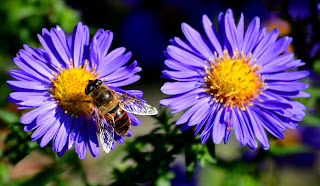 Biene, con ong, Bee, пчела, abeja, abeille, пчела, včela, mehiläinen, μέλισσα, ape, 蜂, abella, pčela, bitė, honingbij, 