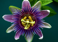 passion flower for gynecomastia