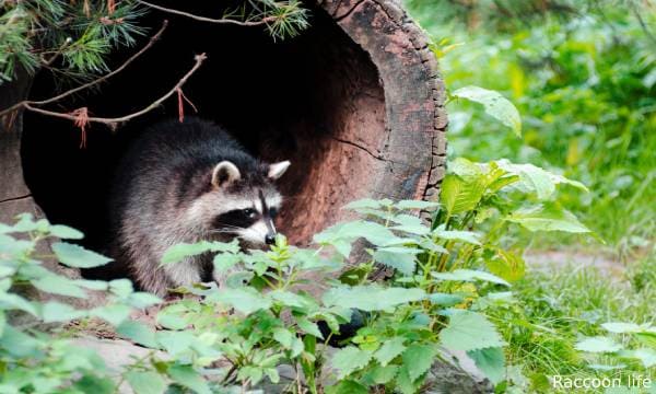 What is a Raccoon Natural Habitat and Lifestyle?