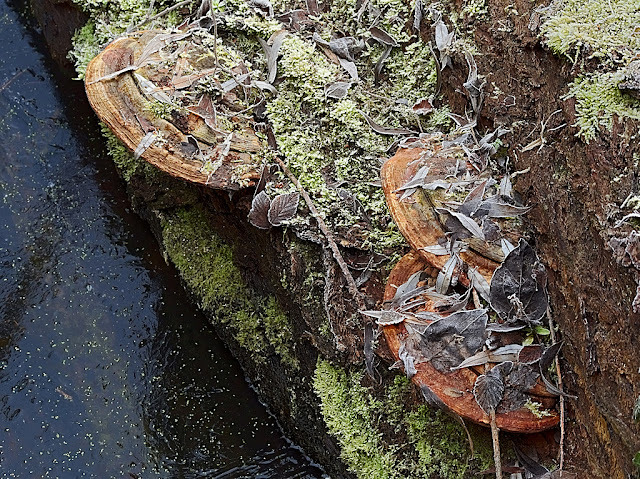 Large plates of bracket fungus attached to log floating on water
